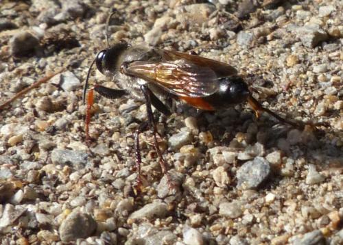 Sphex funerarius
